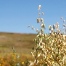 Wild Oat dei fiori di Bach, destino e scelta