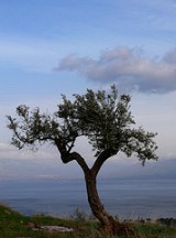 Olea europea, fiori di Bach e aromi