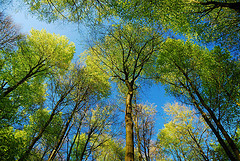 Corso sui fiori di Bach, Beech