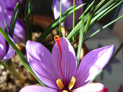 Olio essenziale di Zafferano in Aromaterapia e Ayurveda