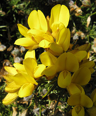 Gorse, fiore di Bach...e un libro per te!