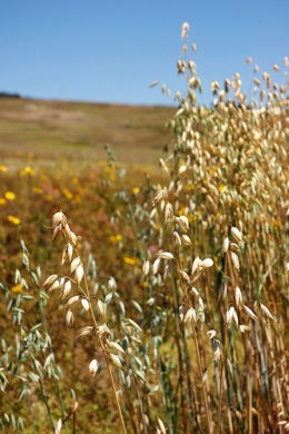 Wild Oat dei fiori di Bach: missione e destino