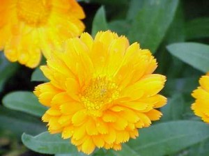 Calendula officinalis, come fare un oleolito di Calendula