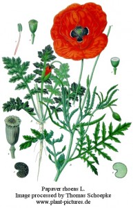 Papaver rhoeas usi nei cosmetici antichi