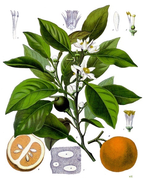 Aromaterapia, Citrus aurantium Olio essenziale di Arancio amaro
