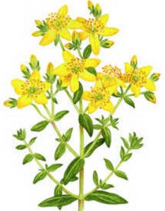 Oleolito di Iperico, Hypericum Perforatum