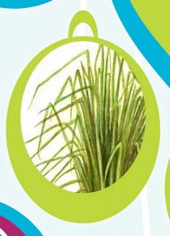 Diciotto dicembre Vetiver