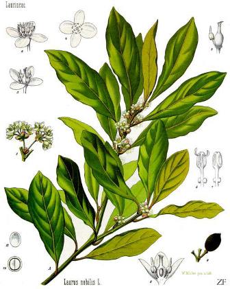 Alloro aromaterapia e profumeria botanica
