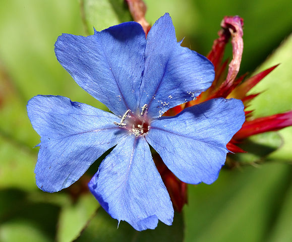 Ceratostigma wilmottianum Cerato fiori di Bach