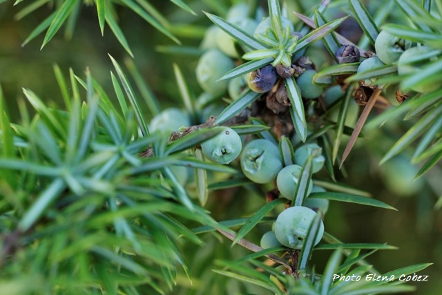 Olio essenziale di Ginepro e Aromaterapia