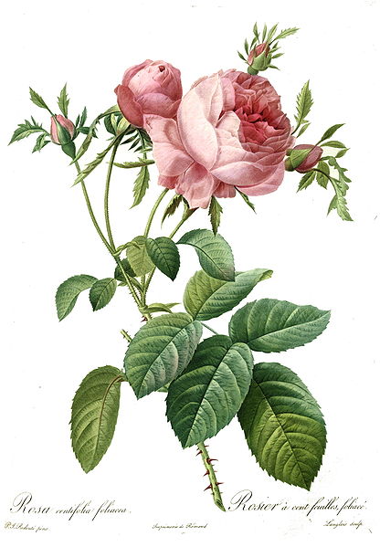Rosa centifolia in Aromaterapia