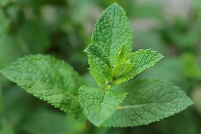 Olio essenziale di Menta