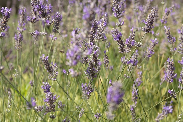 Lavanda angustifolia