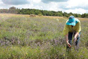 Olio essenziale di Lavanda