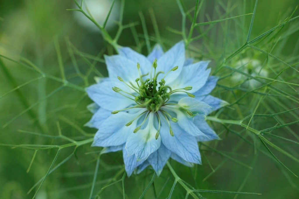 Nigella Cumino nero in Aromaterapia