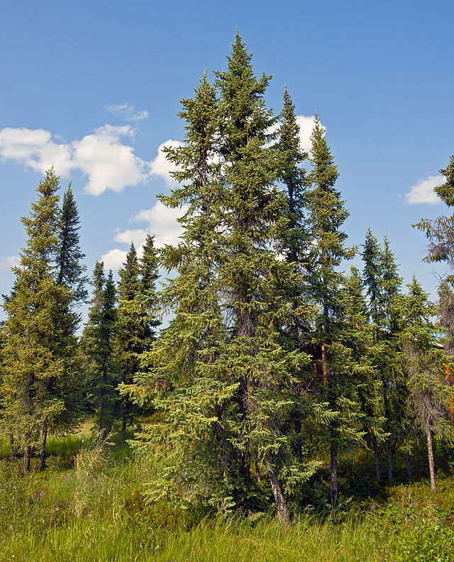 picea mariana essential oil