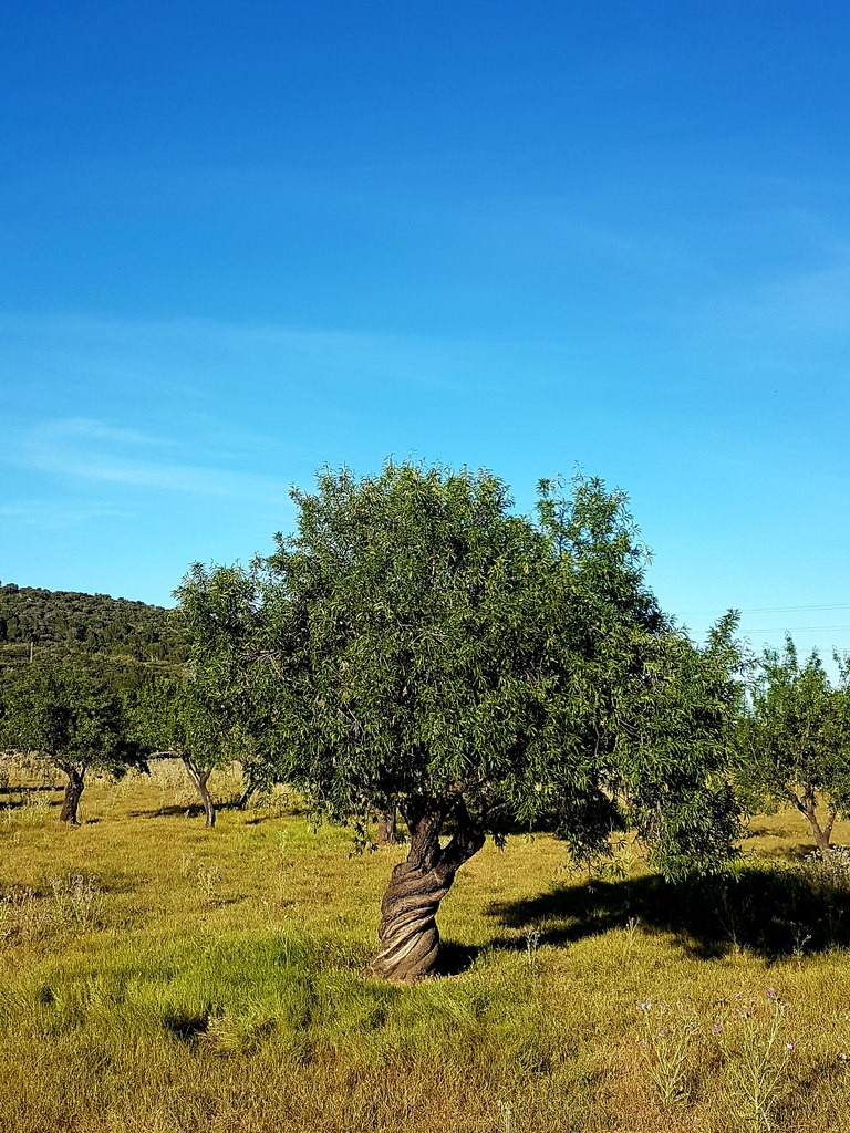 olive fiori di bach