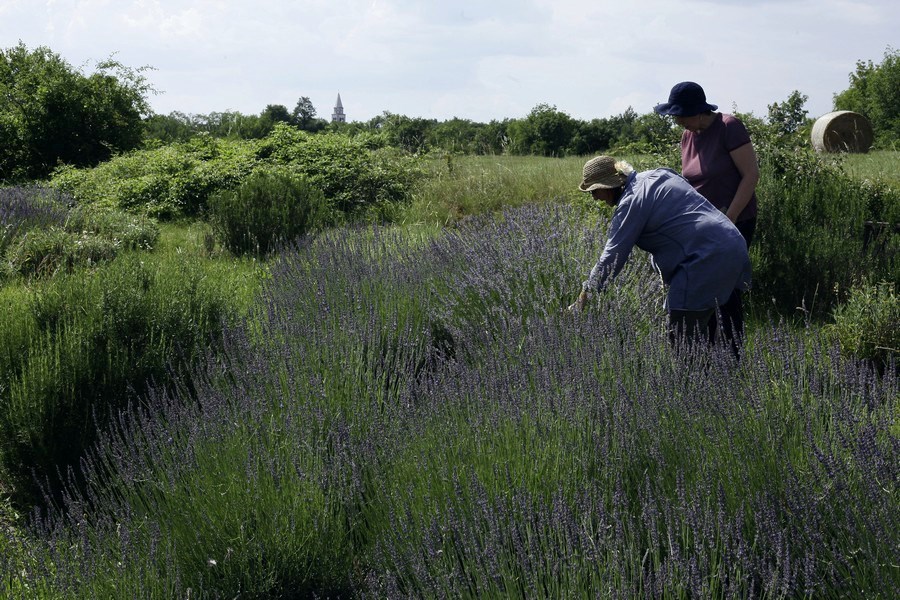 Pliskovica lavanda solstizio estivo