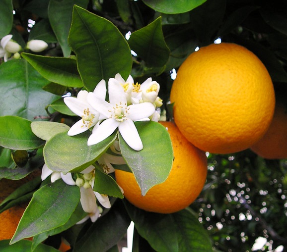 citrus sinensis aromaterapia emozioni