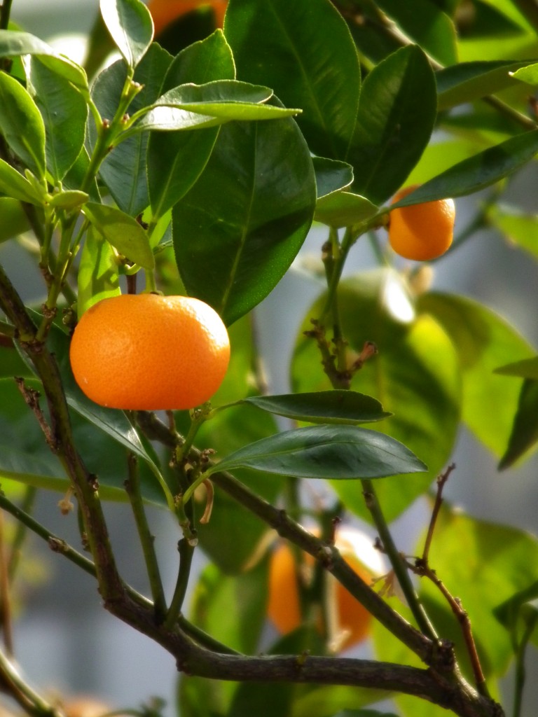 mandarino aromaterapia