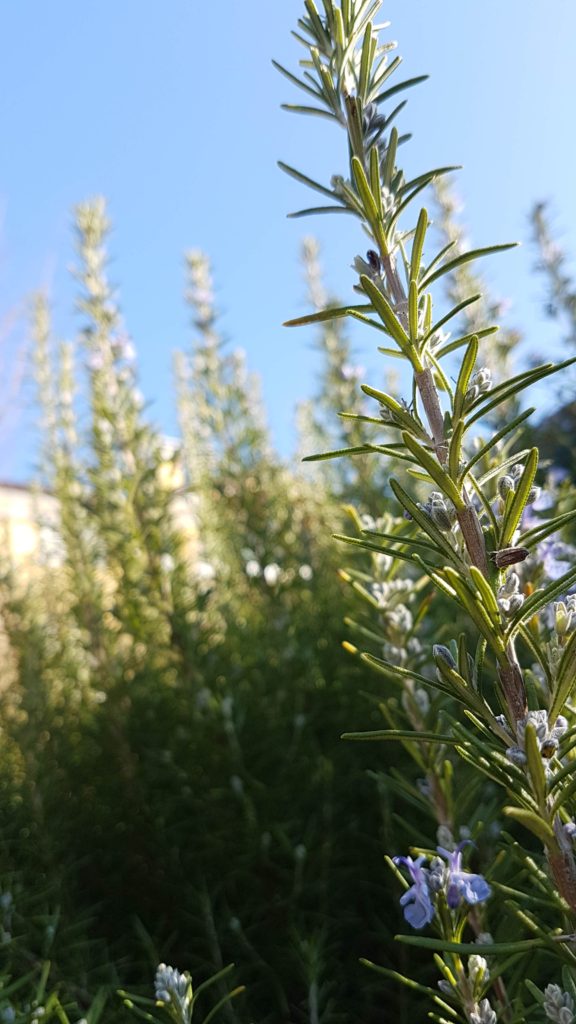 rosmarinus officinalis essential oil olio essenziale