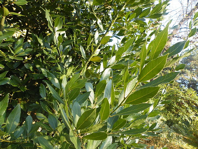 Laurus nobilis olio essenziale