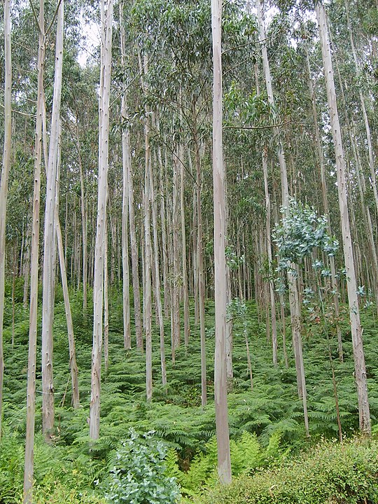 eucaliptus globulus aromatherapy