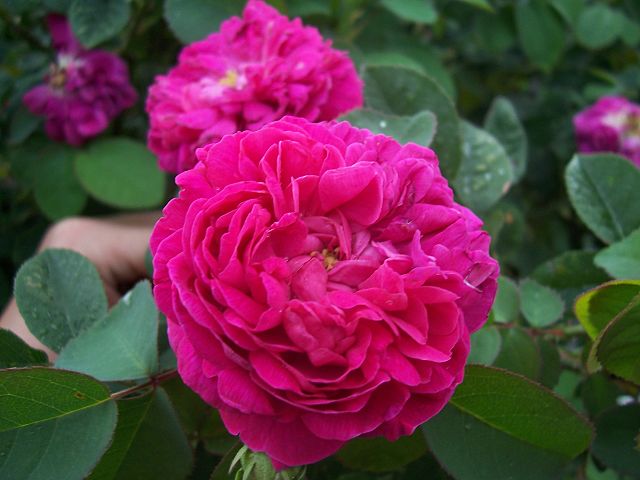 rosa aromaterapia