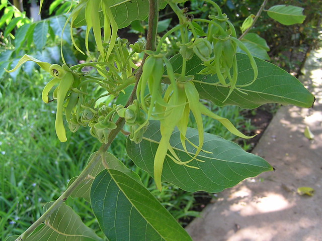 ylang ylang cananga odorata olio essenziale