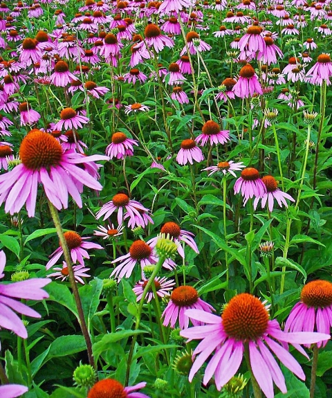 echinacea purpurea phytotherapy