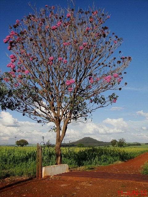 lapacho phytotherapy