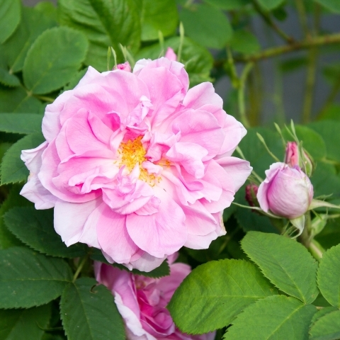 rosa damascena essential oil