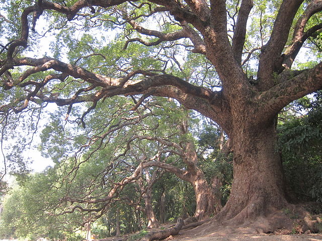 albero canfora legno di ho