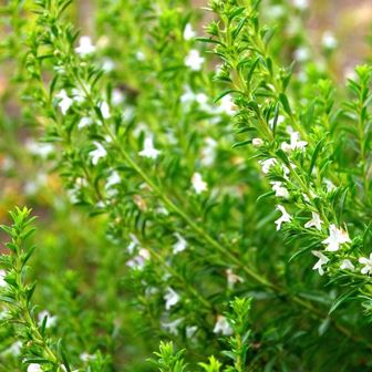 satureja montana hortensis santoreggia