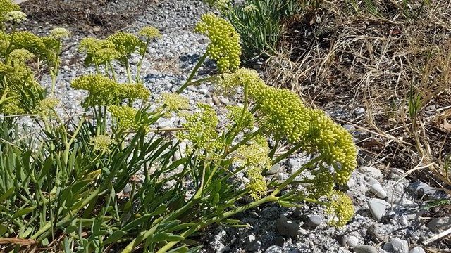 Chritmum maritimum