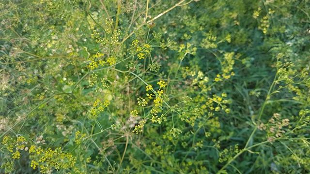 wild fennel