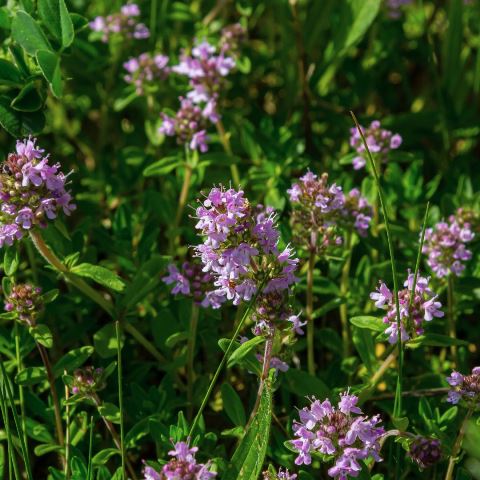 thymus serpillum vulgaris aromaterapia