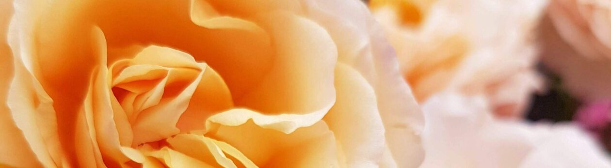 Aromaterapia, Profumeria e Coaching